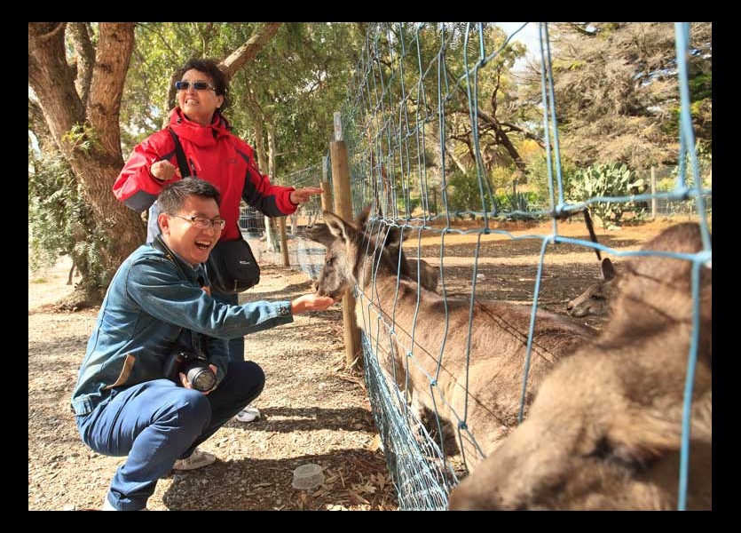 Feeding Kangeroos