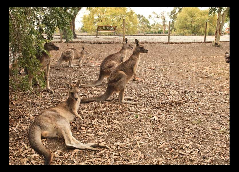 Fauna Park